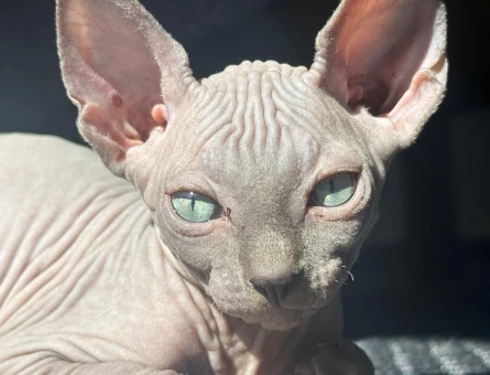 Sfenks bebekler evlerine gitmeye hazır