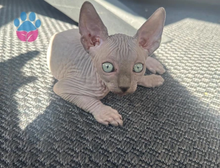 Sfenks bebekler evlerine gitmeye hazır