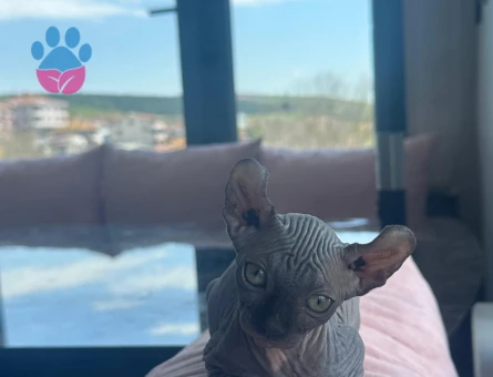 Sfenks bebekler evlerine gitmeye hazır