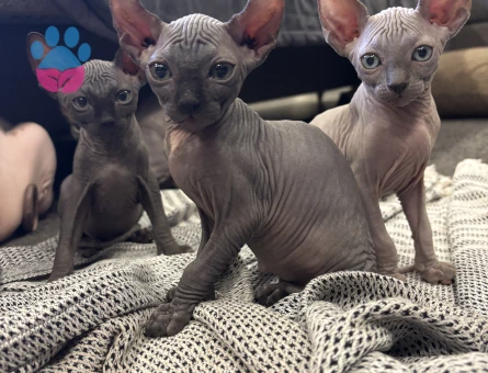 Sfenks bebekler evlerine gitmeye hazır