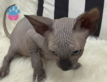 Sfenks bebekler evlerine gitmeye hazır