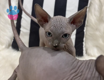 Sfenks bebekler evlerine gitmeye hazır