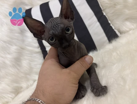 Sfenks bebekler evlerine gitmeye hazır