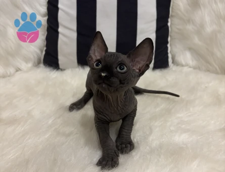 Sfenks bebekler evlerine gitmeye hazır