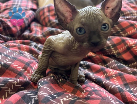 Sfenks bebekler evlerine gitmeye hazır