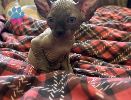 Sfenks bebekler evlerine gitmeye hazır