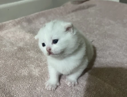 Scottish Fold Beyaz 2 aylık erkek