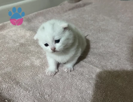 Scottish Fold Beyaz 2 aylık erkek