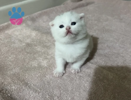 Scottish Fold Beyaz 2 aylık erkek