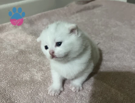 Scottish Fold Beyaz 2 aylık erkek