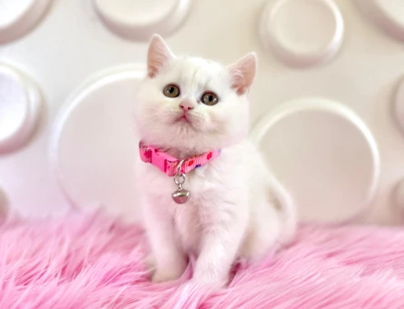 British Shorthair Topaç Kafa Beyaz 2 Aylık