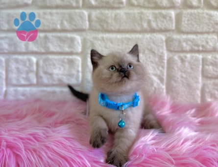 British Shorthair Bluepoint Topaç Kafa Erkek