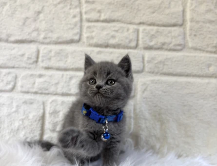 British Shorthair Erkek Gri 2 Aylık