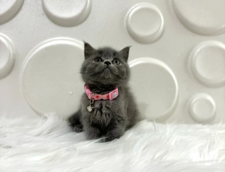 British Shorthair Gri Dişi 2 Aylık