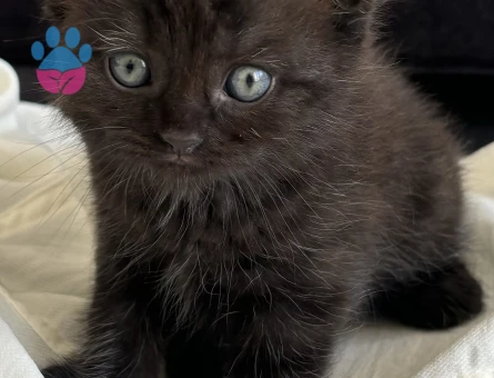 British Shorthair Yavrularımız