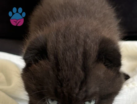 British Shorthair Yavrularımız