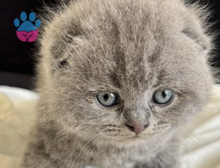 British Shorthair Yavrularımız