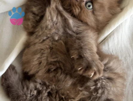 British Shorthair Yavrularımız