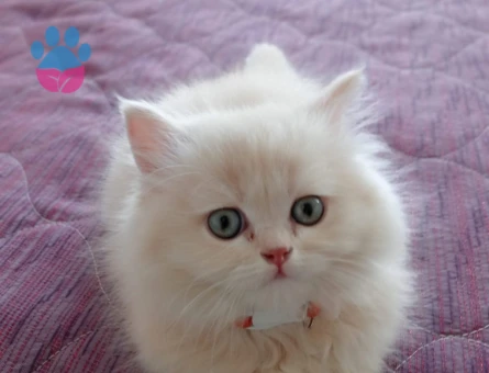 British Shorthair&Longhair Yavrularıma Ömürlük Yuva Arıyorum