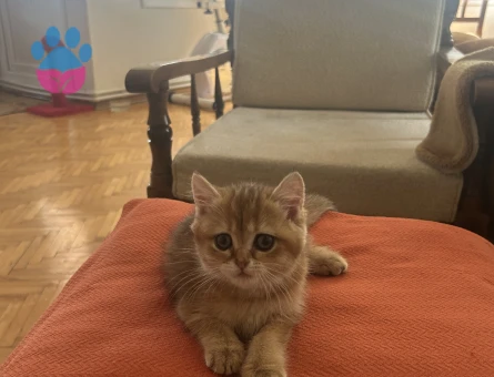 British Shorthair&Longhair Yavrularıma Ömürlük Yuva Arıyorum