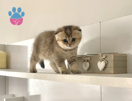 Sevimli tatlı oyuncu arkadaş dost yavru
