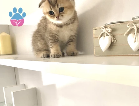 Sevimli tatlı oyuncu arkadaş dost yavru