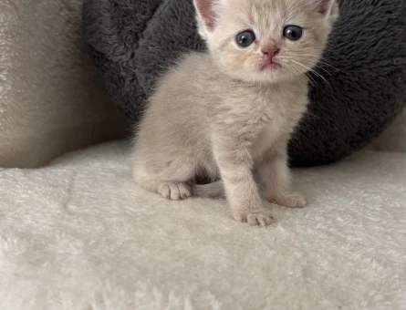 British Shorthair Golden Yavru - 4739