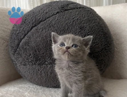 British Shorthair Golden Yavru
