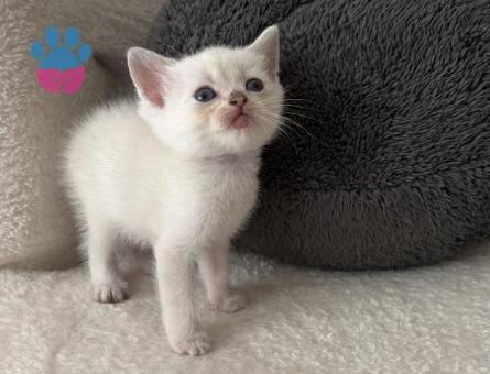 British Shorthair Golden Yavru