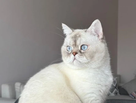 British Shorthair 4 Yaşında Yavrumuz - 4743