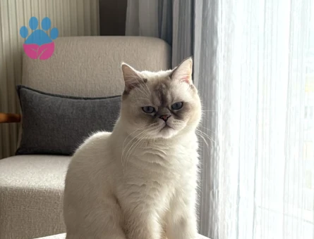 British Shorthair 4 Yaşında Yavrumuz