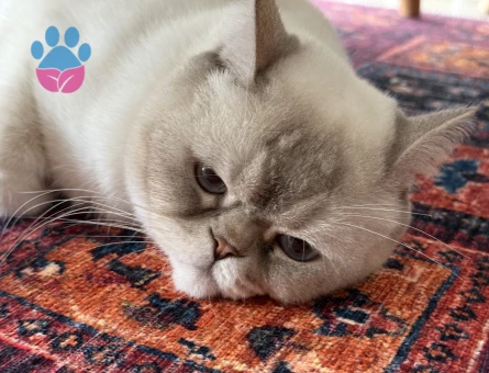 British Shorthair 4 Yaşında Yavrumuz