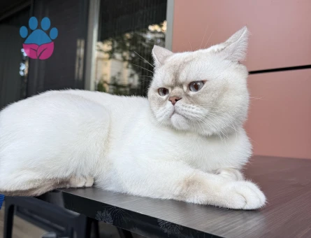 British Shorthair 4 Yaşında Yavrumuz