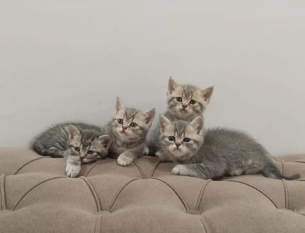 British Shorthair Dişi ve Erkek Yavru Kediler - 4745
