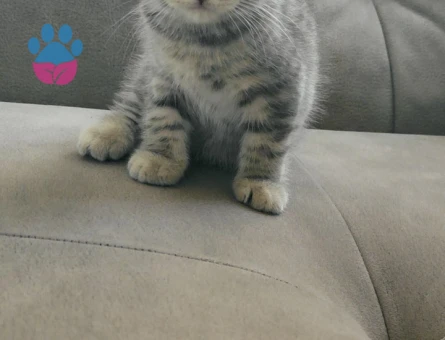 British Shorthair Dişi ve Erkek Yavru Kediler