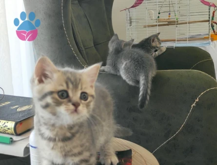 British Shorthair Dişi ve Erkek Yavru Kediler