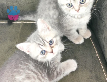 British Shorthair Dişi ve Erkek Yavru Kediler