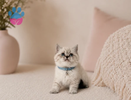 British Shorthair Lynx Point Pofuduk Yavrumuz