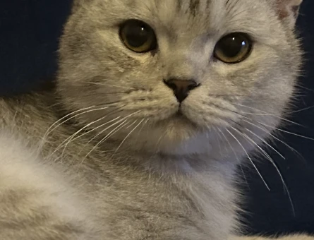 British shorthair kedimiz sahiplendirilecektir