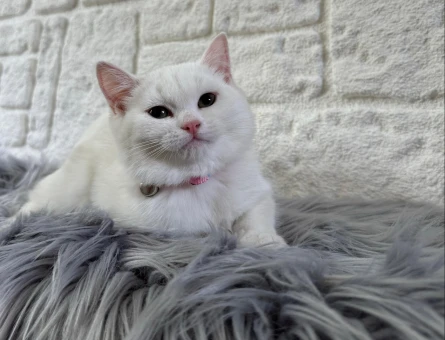 British Shorthair 2 Aylık Dişi Yuva Arıyor