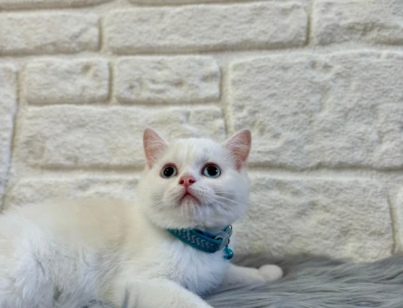 British Shorthair 2 Aylık Bembeyaz Erkek