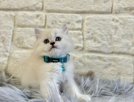 British Longhair Erkek 2 Aylık