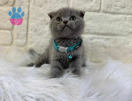 Scottish Fold Erkek 2 Aylık
