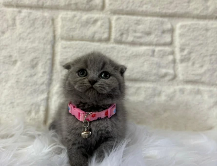 Scottish Fold Dişi 2 Aylık