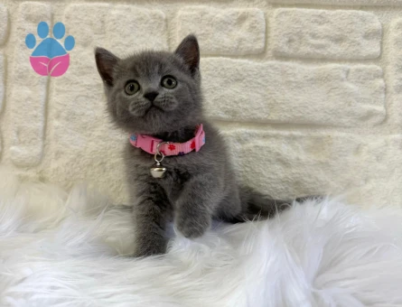 British Shorthair 2 Aylık Gri Dişi