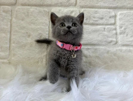 British Shorthair 2 Aylık Gri Dişi