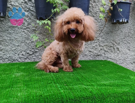 3 yaşında erkek toy poodle "yanlızca Adana içi"