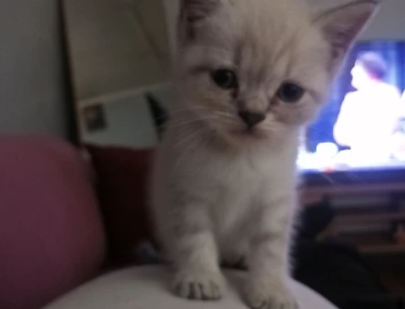 British  shorthair blue point Dişi - 5684