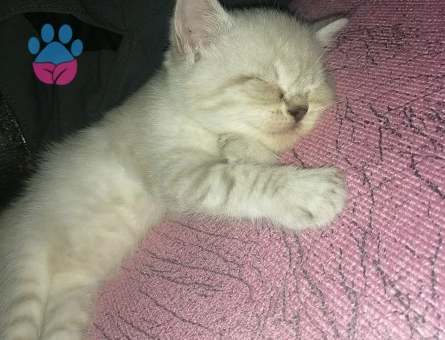 British  shorthair blue point Dişi