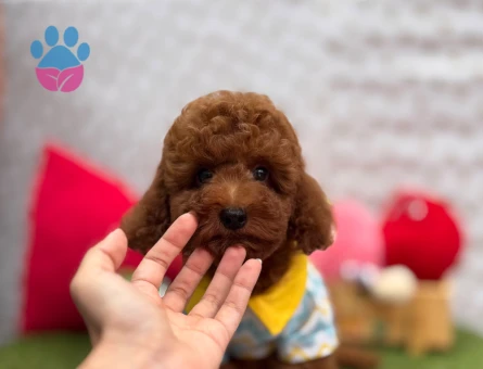 Red Brown Toy Poodle Mini Yavrular